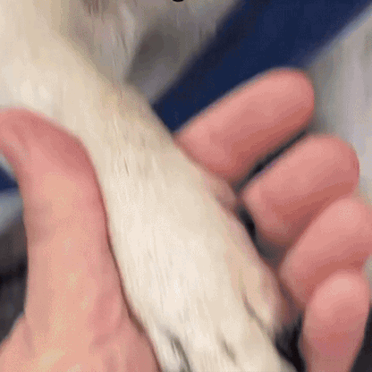 Waliro ClipSeguro™ – Corta las uñas sin riesgo ni estrés